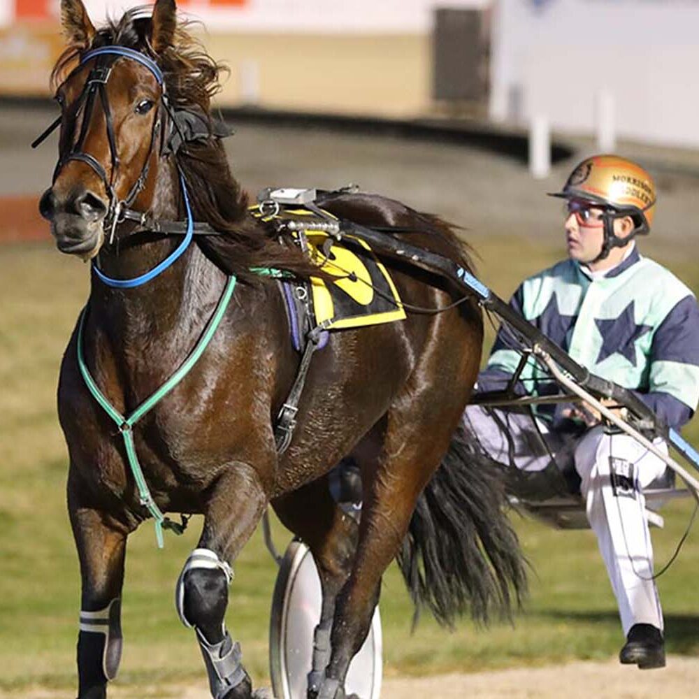 The Home of NZ Harness Racing Addington Raceway & Events Centre