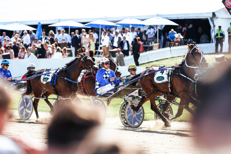 Race Meeting Harness Grand Prix Addington Raceway & Events Centre